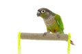 Greencheeked conure bird on branch