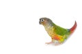 Green-cheeked conure bird