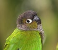 Green-cheeked Conure