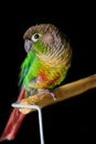 Green cheeked parakeet