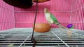 Green-cheeked parakeet