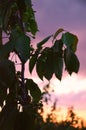 Green cherries. Branch on a sunset background. Royalty Free Stock Photo