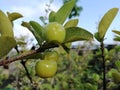 Green cherries leaves tree branch sky blue