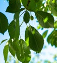 green cherries ripen sun