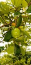The green cherry in the afthernoon Royalty Free Stock Photo