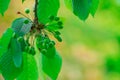 Green cherry on branch