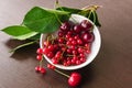 Green cherry leaves, red currant sprigs and ripe cherries in a white bowl closeup Royalty Free Stock Photo