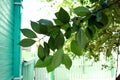 Green cherry leaves on a tree on a branch in a sunny day against the background of the house Royalty Free Stock Photo