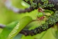 Green cherry ripens on a green tree in summer. Fruit on a branch of sweet cherry in a garden. Nature blurred green background.