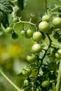 Green cherry-tomatoes