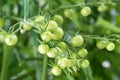 Green cherry tomatoes branch growing in the greenhouse in the summer organic garden Royalty Free Stock Photo