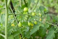 Green cherry tomatoes on a bush. Growing cherry blossoms in the garden. Cherry tomatoes ripen on a branch. Royalty Free Stock Photo