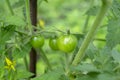 Green cherry tomatoes on a bush. Cherry tomatoes ripen on a branch. Growing cherry blossoms in the garden. Royalty Free Stock Photo