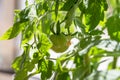 Green cherry tomatoes on a bush growing on the windowsill. Vegetable garden at home. Closeup Royalty Free Stock Photo