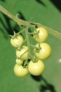 Green cherry tomatoes close up Royalty Free Stock Photo