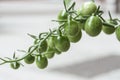 Green cherry tomatoes Royalty Free Stock Photo