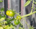 Green cherry tomatoes Royalty Free Stock Photo