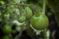 Three Little  green tomatoes on a branch Royalty Free Stock Photo