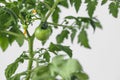 Green cherry tomatoes growing on a branch. Tomato bush on white background. Home gardening Royalty Free Stock Photo