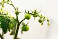 Green cherry tomatoes growing in an indoor garden. Royalty Free Stock Photo