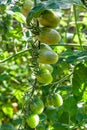 Green cherry tomatoes growing in an organic greenhouse garden Royalty Free Stock Photo