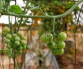 Green cherry tomatoes growing on the vine Royalty Free Stock Photo