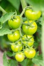 Green cherry tomatoes grown in a greenhouse. Unripe tomatoes are on the green foliage background, hanging on the vine of a tomato Royalty Free Stock Photo