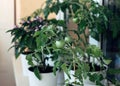 Green cherry tomatoes grown on the terrace. Tomatoes in flower pots. Vegetable garden on the windowsill Royalty Free Stock Photo