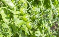 Green Cherry Tomatoes Royalty Free Stock Photo