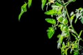 Green cherry tomatoes and leaves Royalty Free Stock Photo