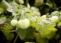 Green cherry tomatoes on plant Royalty Free Stock Photo