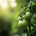 Green cherry tomatoes on a small tree growing towards the sun, stem, plant Royalty Free Stock Photo