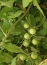 Green cherry tomatoes on t plant Royalty Free Stock Photo