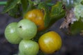 Green cherry tomatoes on the vine. Royalty Free Stock Photo