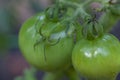 Green cherry tomatoes on the vine. Royalty Free Stock Photo