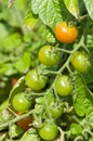 Green cherry tomatos on vine