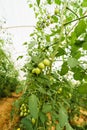 Green Cherry tomatos Royalty Free Stock Photo