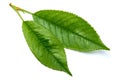 Green cherry tree leaf Isolated on a white background Royalty Free Stock Photo