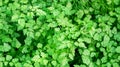 Green Chervil plant in a vegetable garden Royalty Free Stock Photo