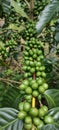 Green cherry Arabica coffee on ijen plantation, excellent taste