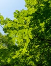 Green Chestnut Castanea sativa Leaves in the sunlight. Spanish chestnut foliage