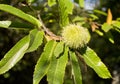 Green Chestnut Cupule Royalty Free Stock Photo