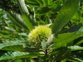 Green chestnut cupule on a tree branch close up Royalty Free Stock Photo