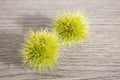 Green chestnut curls isolated on a wood table Royalty Free Stock Photo