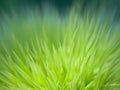 Green chestnut high magnification macro Royalty Free Stock Photo