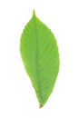 Green chestnut leaf Royalty Free Stock Photo