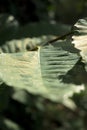 Green chestnut leaf blade with detail of the branches with yellow fungi horizontally