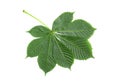 Green chestnut leaf Royalty Free Stock Photo