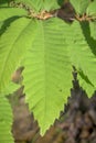 Green chestnut leaf vertically with marked ramifications