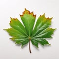 1 green chestnut leaf on a white background Royalty Free Stock Photo